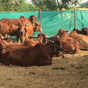 Humane Treatment to Desi Gir Cows