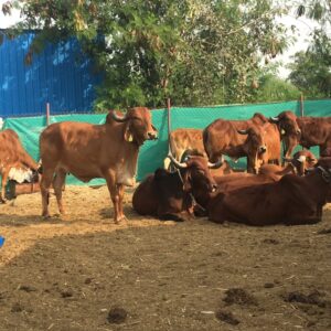 Natural environment for our Desi Gir Cows