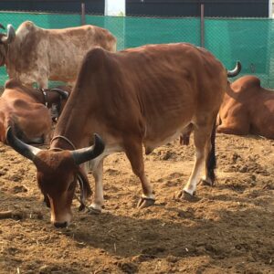 Fodder fed to Desi Gir Cows on a daily basis