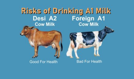 Risks of Drinking A1 Milk