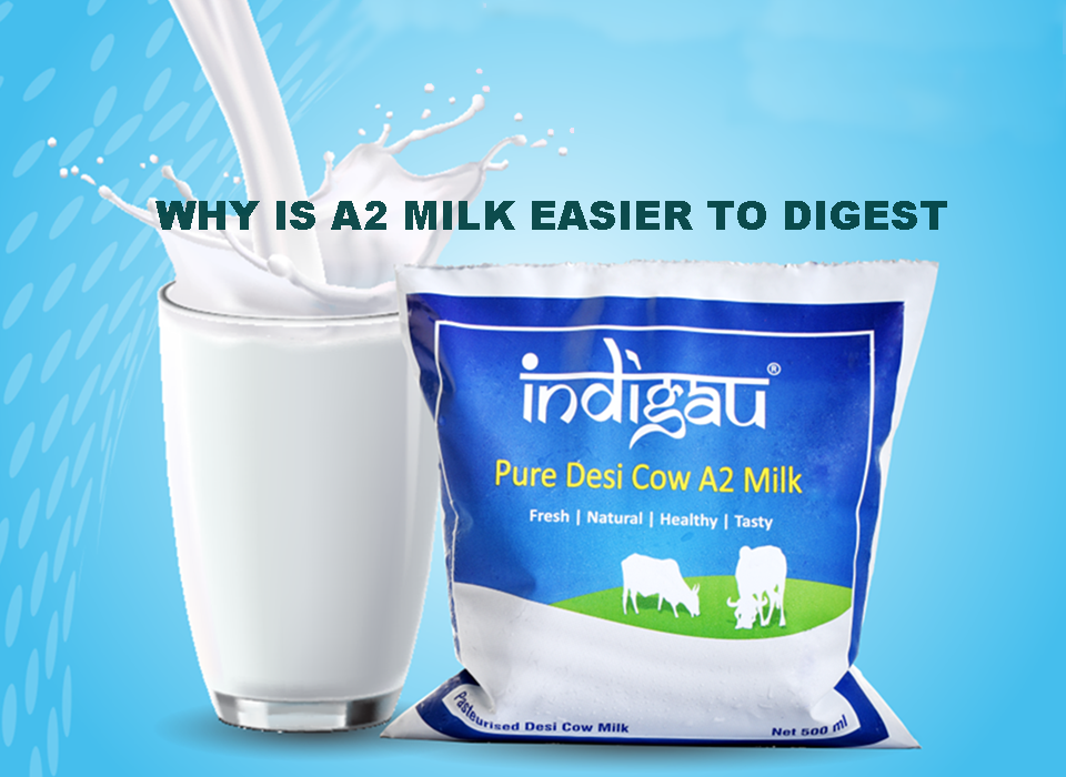 Why is A2 Milk Easier to Digest?